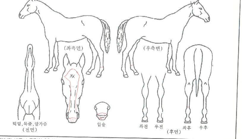 ·©Å©°¡µåÀÇ Ãø¸é,¿ì¸é,µÞ¸é,µÎ»ó,´Ù¸®ÀÇ Æ¯Â¡µµÇØ