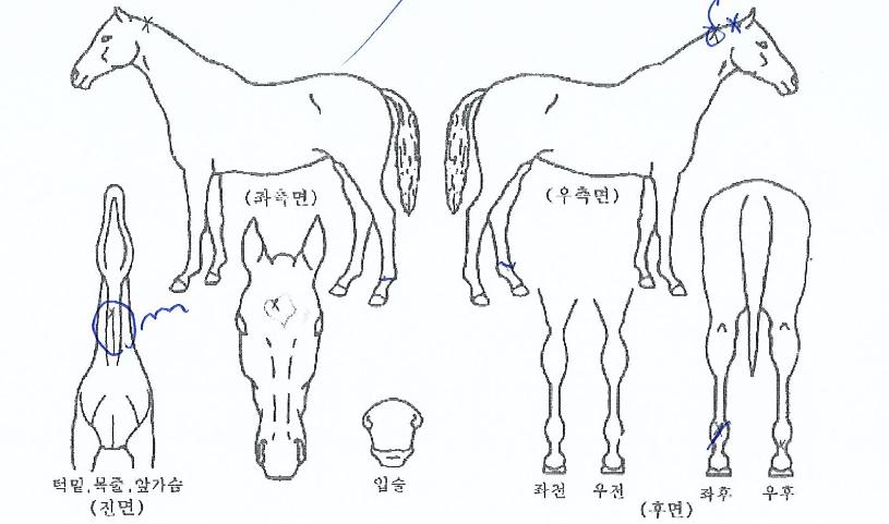 ½´ÇÁ¸²À§³ÊÀÇ Ãø¸é,¿ì¸é,µÞ¸é,µÎ»ó,´Ù¸®ÀÇ Æ¯Â¡µµÇØ