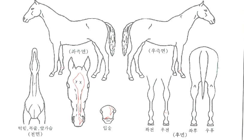 ·Î¿·ÎµåÀÇ Ãø¸é,¿ì¸é,µÞ¸é,µÎ»ó,´Ù¸®ÀÇ Æ¯Â¡µµÇØ