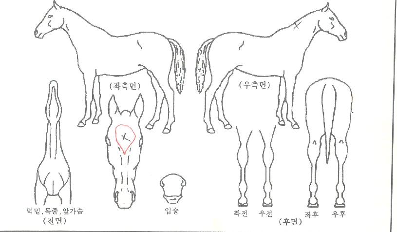 Ä÷¯À©µåÀÇ Ãø¸é,¿ì¸é,µÞ¸é,µÎ»ó,´Ù¸®ÀÇ Æ¯Â¡µµÇØ