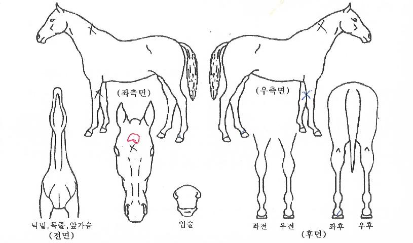 ºí·¢·¹¿ÀÆÄµåÀÇ Ãø¸é,¿ì¸é,µÞ¸é,µÎ»ó,´Ù¸®ÀÇ Æ¯Â¡µµÇØ