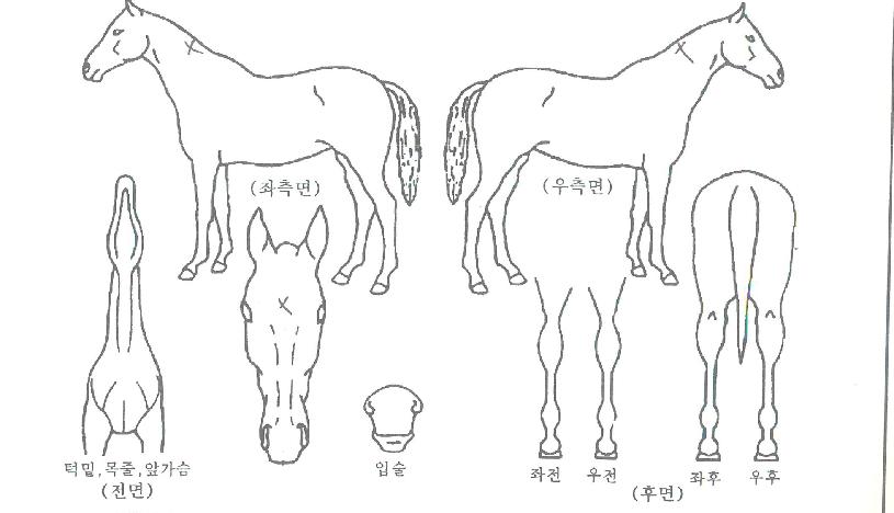 ¿ø´õÇ®¿ø´õÀÇ Ãø¸é,¿ì¸é,µÞ¸é,µÎ»ó,´Ù¸®ÀÇ Æ¯Â¡µµÇØ