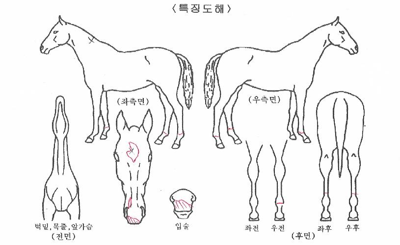 ½Ã½Ã¹ÂÁ÷ÀÇ Ãø¸é,¿ì¸é,µÞ¸é,µÎ»ó,´Ù¸®ÀÇ Æ¯Â¡µµÇØ