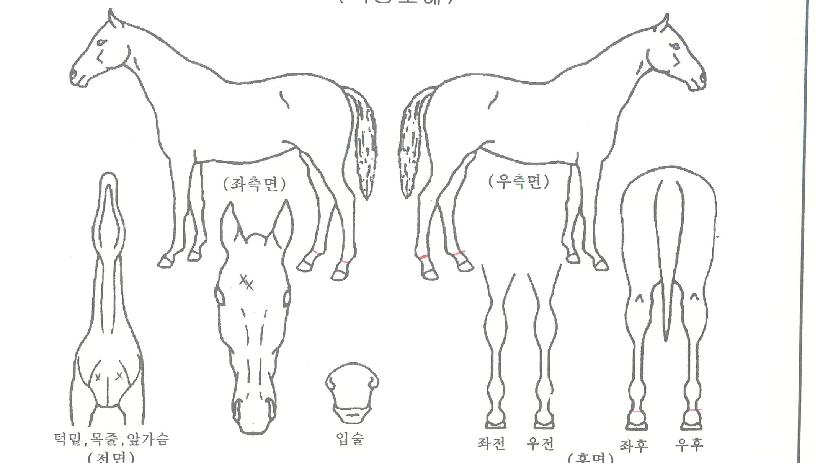 ����ġ����ƾ�� ����,���,�޸�,�λ�,�ٸ��� Ư¡����