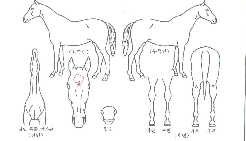 º£½ºÆ®Âù½ºÀÚ¸¶ÀÇ Ãø¸é,¿ì¸é,µÞ¸é,µÎ»ó,´Ù¸®ÀÇ Æ¯Â¡µµÇØ