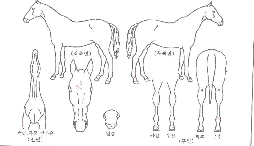 ���ø�ƮŸ���� ����,���,�޸�,�λ�,�ٸ��� Ư¡����