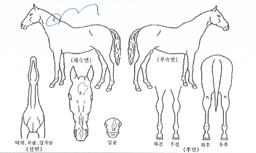 ���׵�è�Ǿ��� ����,���,�޸�,�λ�,�ٸ��� Ư¡����