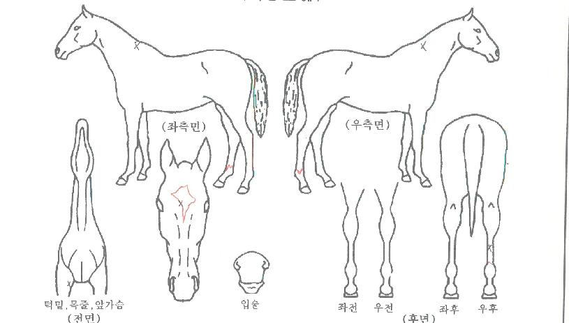 ´ç´ëÄýÀÚ¸¶ÀÇ Ãø¸é,¿ì¸é,µÞ¸é,µÎ»ó,´Ù¸®ÀÇ Æ¯Â¡µµÇØ