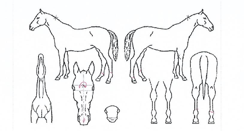 ����Ʈ�ֽ����� ����,���,�޸�,�λ�,�ٸ��� Ư¡����