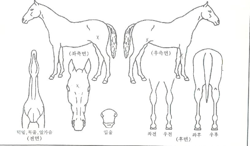 ·°¼Å¸®µ¹Ç³ÀÇ Ãø¸é,¿ì¸é,µÞ¸é,µÎ»ó,´Ù¸®ÀÇ Æ¯Â¡µµÇØ