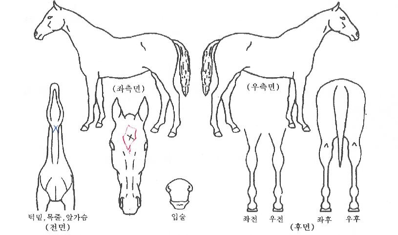 ������� ����,���,�޸�,�λ�,�ٸ��� Ư¡����