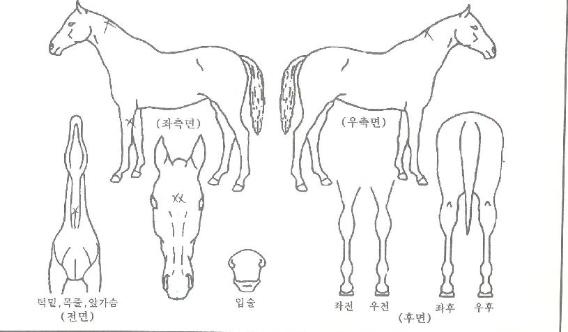 ¸ÅÁ÷´ë·ÎÀÇ Ãø¸é,¿ì¸é,µÞ¸é,µÎ»ó,´Ù¸®ÀÇ Æ¯Â¡µµÇØ