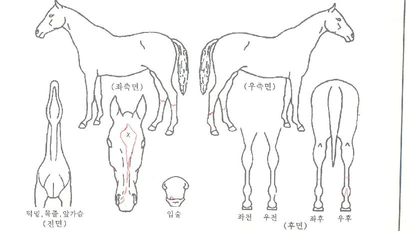 ���̿����� ����,���,�޸�,�λ�,�ٸ��� Ư¡����