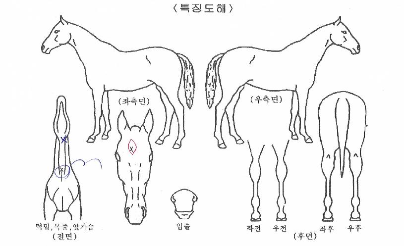 ��⽺Ʈ��Ʈ�� ����,���,�޸�,�λ�,�ٸ��� Ư¡����