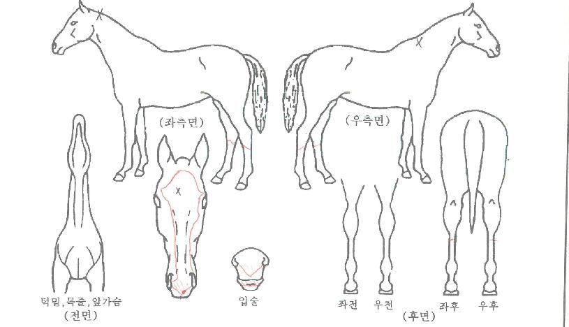 Å·°ñ¸®¾ÑÀÇ Ãø¸é,¿ì¸é,µÞ¸é,µÎ»ó,´Ù¸®ÀÇ Æ¯Â¡µµÇØ