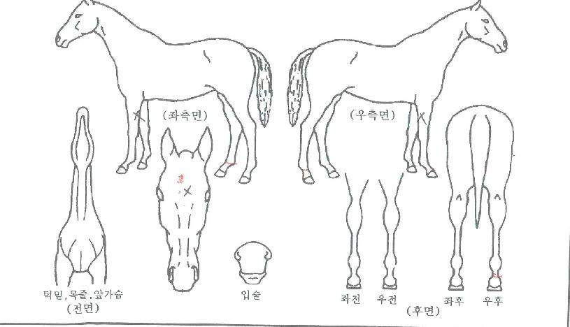 ƼÄÉÀÌ»ç¶óÅäÀÇ Ãø¸é,¿ì¸é,µÞ¸é,µÎ»ó,´Ù¸®ÀÇ Æ¯Â¡µµÇØ