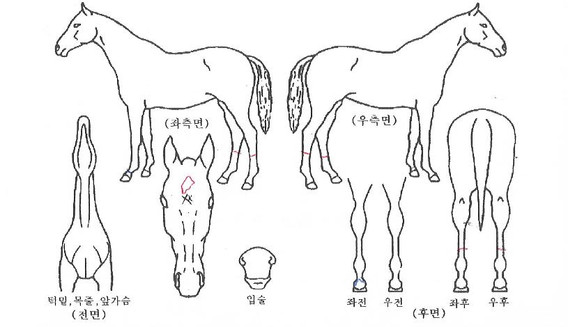 ���ǰ����� ����,���,�޸�,�λ�,�ٸ��� Ư¡����