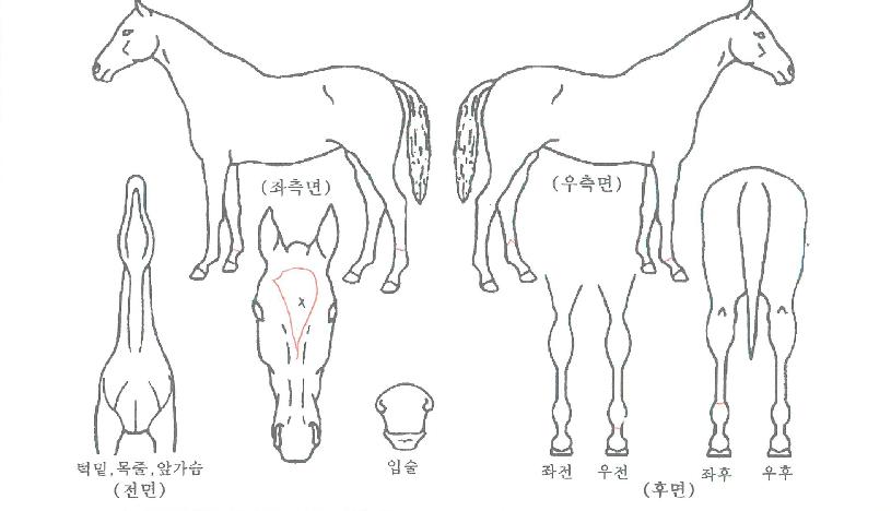 ½Å¹Ù¶÷±æÀÇ Ãø¸é,¿ì¸é,µÞ¸é,µÎ»ó,´Ù¸®ÀÇ Æ¯Â¡µµÇØ