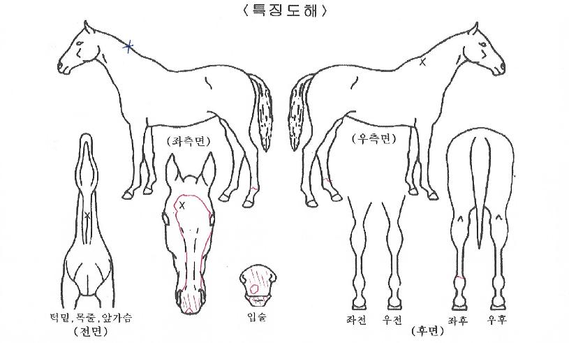 ���䷱�� ����,���,�޸�,�λ�,�ٸ��� Ư¡����