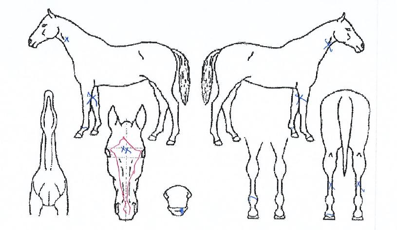 ÇÇ¿£¿¡½º¹Ù¶÷ÀÇ Ãø¸é,¿ì¸é,µÞ¸é,µÎ»ó,´Ù¸®ÀÇ Æ¯Â¡µµÇØ