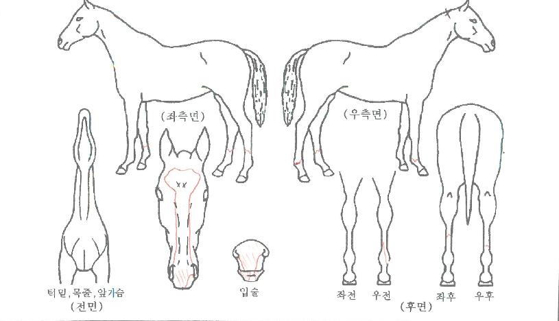 �������Ǿ�� ����,���,�޸�,�λ�,�ٸ��� Ư¡����