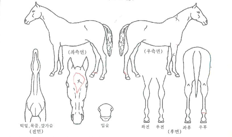 �����������ڸ��� ����,���,�޸�,�λ�,�ٸ��� Ư¡����