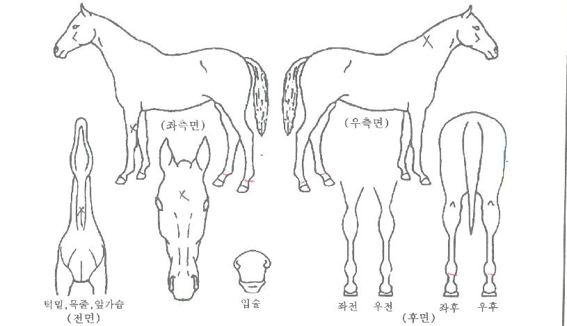 ÇöóÀ̷οÀÇ Ãø¸é,¿ì¸é,µÞ¸é,µÎ»ó,´Ù¸®ÀÇ Æ¯Â¡µµÇØ