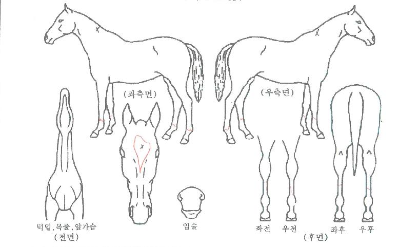 ���͸����ڸ��� ����,���,�޸�,�λ�,�ٸ��� Ư¡����