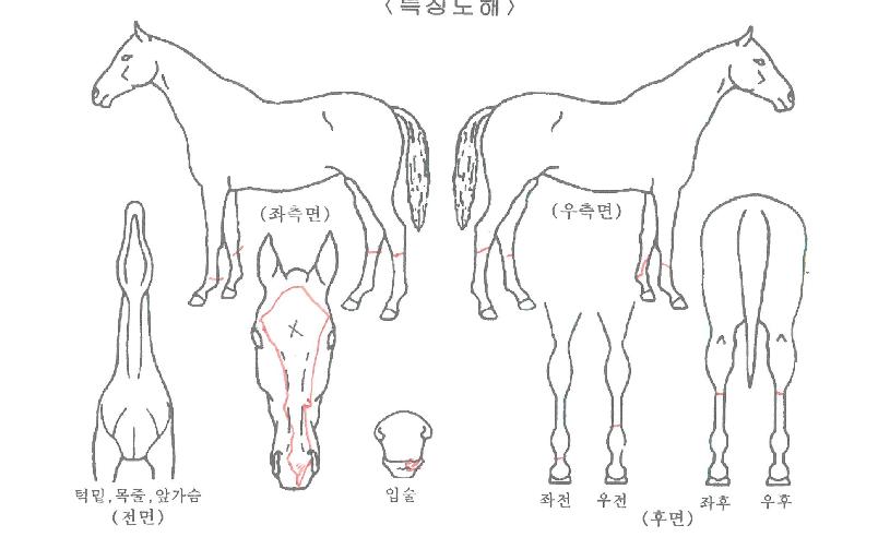 ¾×¼¾Æ®ÀÇ Ãø¸é,¿ì¸é,µÞ¸é,µÎ»ó,´Ù¸®ÀÇ Æ¯Â¡µµÇØ