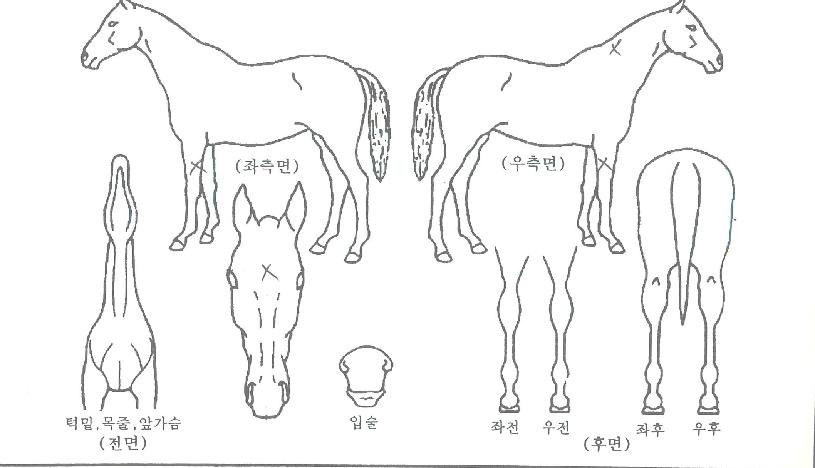 ������������ ����,���,�޸�,�λ�,�ٸ��� Ư¡����