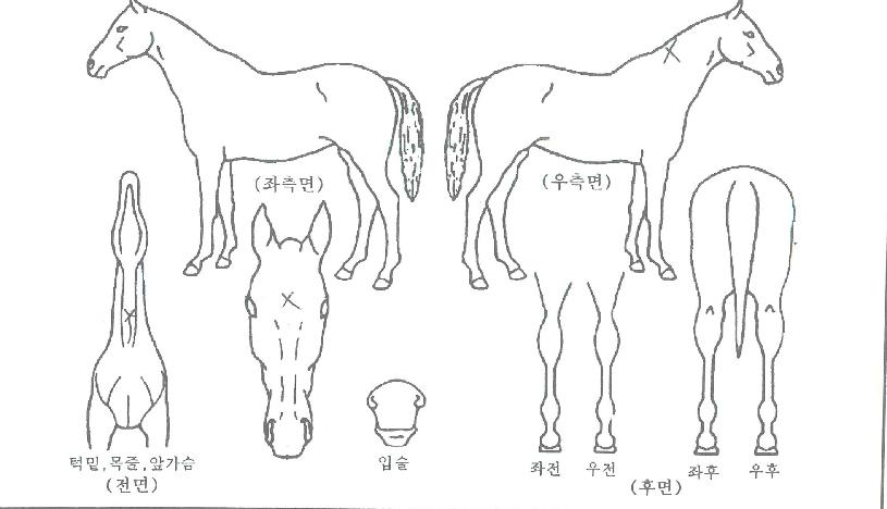 ����ũ�ε�ŷ�� ����,���,�޸�,�λ�,�ٸ��� Ư¡����