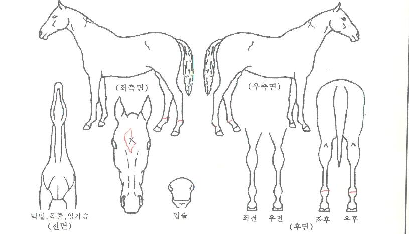 ½î¾Æ¶ó°¡ÁîÀÇ Ãø¸é,¿ì¸é,µÞ¸é,µÎ»ó,´Ù¸®ÀÇ Æ¯Â¡µµÇØ