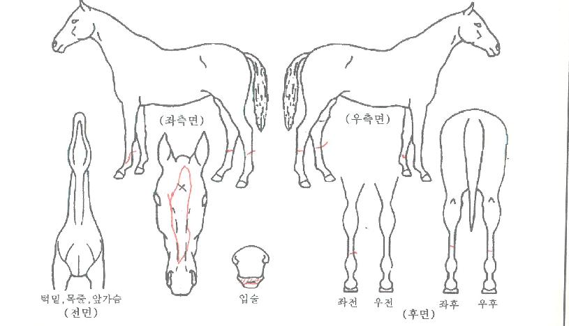 ½ºÅÚ¶ó·ÎµåÀÇ Ãø¸é,¿ì¸é,µÞ¸é,µÎ»ó,´Ù¸®ÀÇ Æ¯Â¡µµÇØ