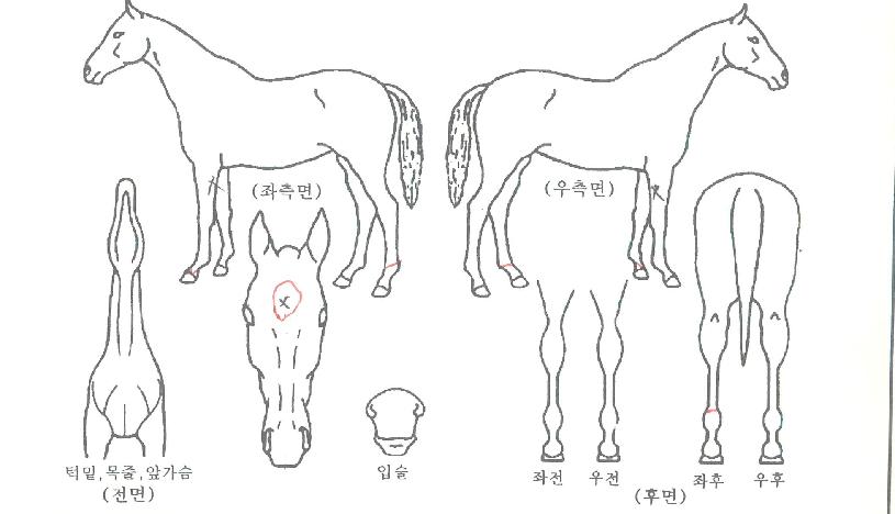 ¿µ±¤ÀǸ®´õÀÇ Ãø¸é,¿ì¸é,µÞ¸é,µÎ»ó,´Ù¸®ÀÇ Æ¯Â¡µµÇØ