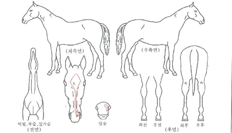 »÷µå¼ÇÎÀÚ¸¶ÀÇ Ãø¸é,¿ì¸é,µÞ¸é,µÎ»ó,´Ù¸®ÀÇ Æ¯Â¡µµÇØ