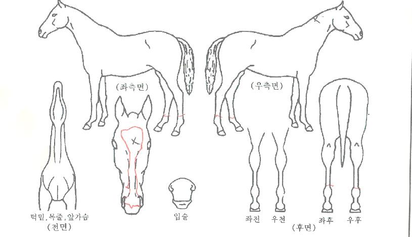 ��θ��� ����,���,�޸�,�λ�,�ٸ��� Ư¡����