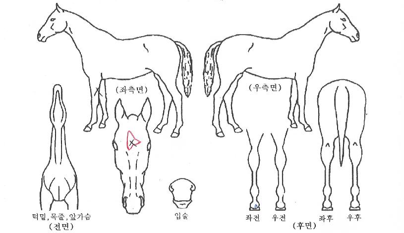 °ñµç½ºÇǵåÀÇ Ãø¸é,¿ì¸é,µÞ¸é,µÎ»ó,´Ù¸®ÀÇ Æ¯Â¡µµÇØ