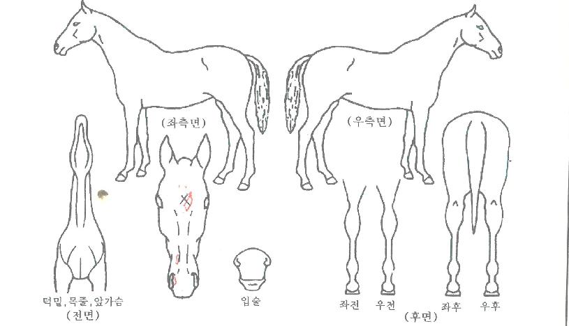 Çã´Ï½ºÅ¸ÀÇ Ãø¸é,¿ì¸é,µÞ¸é,µÎ»ó,´Ù¸®ÀÇ Æ¯Â¡µµÇØ