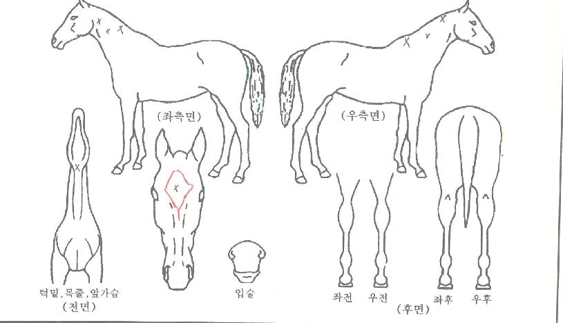 °Ù´õ¸®µëÀÚ¸¶ÀÇ Ãø¸é,¿ì¸é,µÞ¸é,µÎ»ó,´Ù¸®ÀÇ Æ¯Â¡µµÇØ