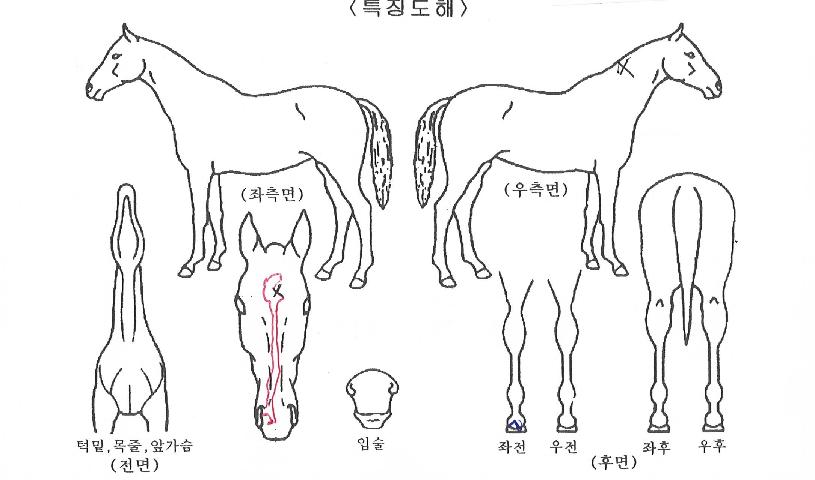 ÄÉÀÌ¿£¸Þ´ÏÄýÀÇ Ãø¸é,¿ì¸é,µÞ¸é,µÎ»ó,´Ù¸®ÀÇ Æ¯Â¡µµÇØ