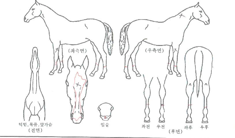 ÇØÇǻ轺ÀÇ Ãø¸é,¿ì¸é,µÞ¸é,µÎ»ó,´Ù¸®ÀÇ Æ¯Â¡µµÇØ