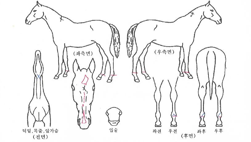 ÄÄÇø®Æ®Ã¨ÇÁÀÇ Ãø¸é,¿ì¸é,µÞ¸é,µÎ»ó,´Ù¸®ÀÇ Æ¯Â¡µµÇØ