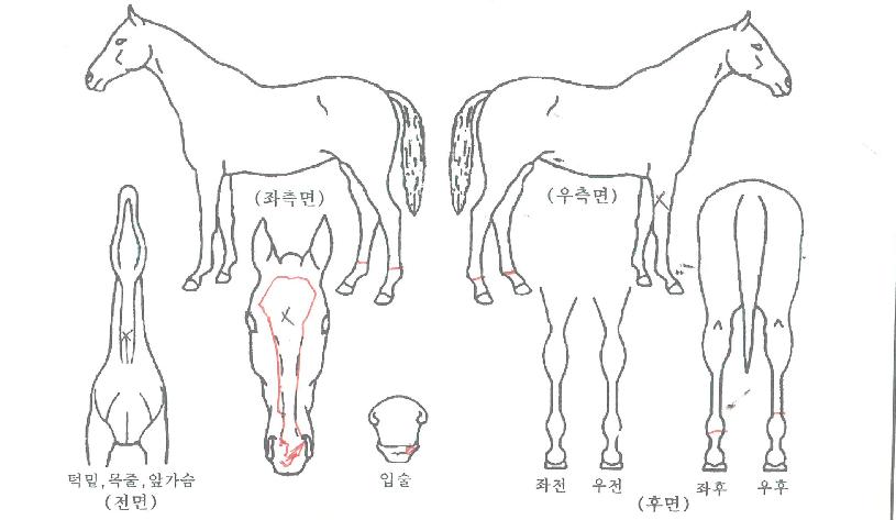 ���������� ����,���,�޸�,�λ�,�ٸ��� Ư¡����