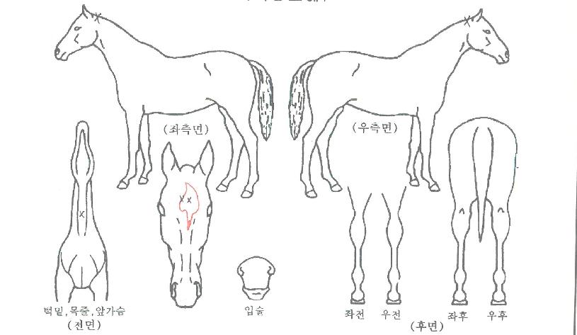 õ¸¶ÆÄ¿öÀÇ Ãø¸é,¿ì¸é,µÞ¸é,µÎ»ó,´Ù¸®ÀÇ Æ¯Â¡µµÇØ