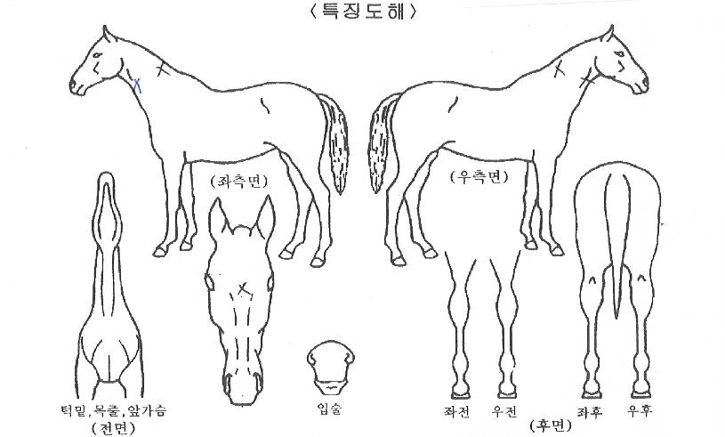 ³ª³ª·£µåÀÇ Ãø¸é,¿ì¸é,µÞ¸é,µÎ»ó,´Ù¸®ÀÇ Æ¯Â¡µµÇØ