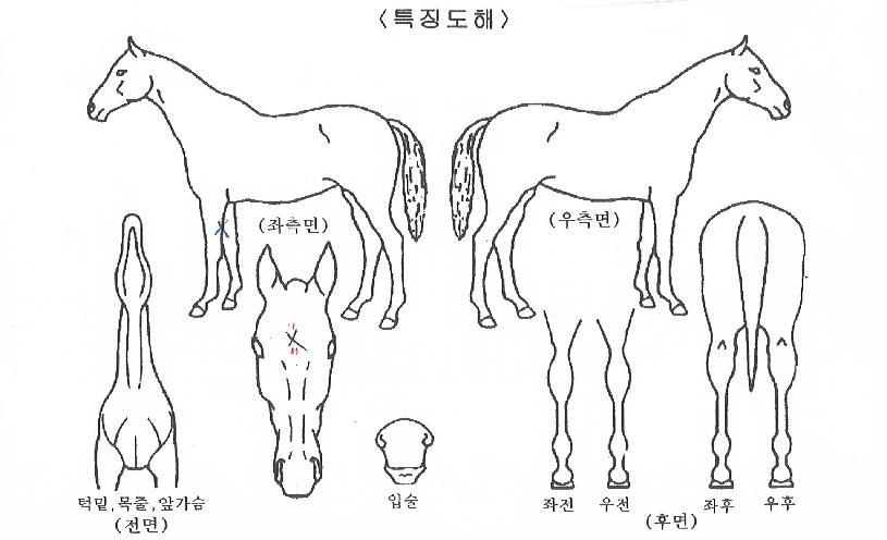 ¿¢ÅæÁúÁÖÀÇ Ãø¸é,¿ì¸é,µÞ¸é,µÎ»ó,´Ù¸®ÀÇ Æ¯Â¡µµÇØ