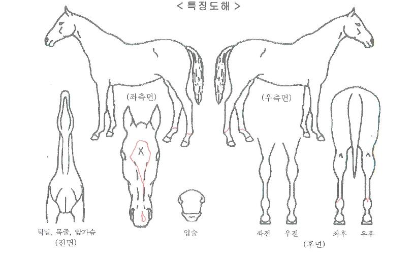 ´õÄýÀú½ºÆ¼½ºÀÇ Ãø¸é,¿ì¸é,µÞ¸é,µÎ»ó,´Ù¸®ÀÇ Æ¯Â¡µµÇØ