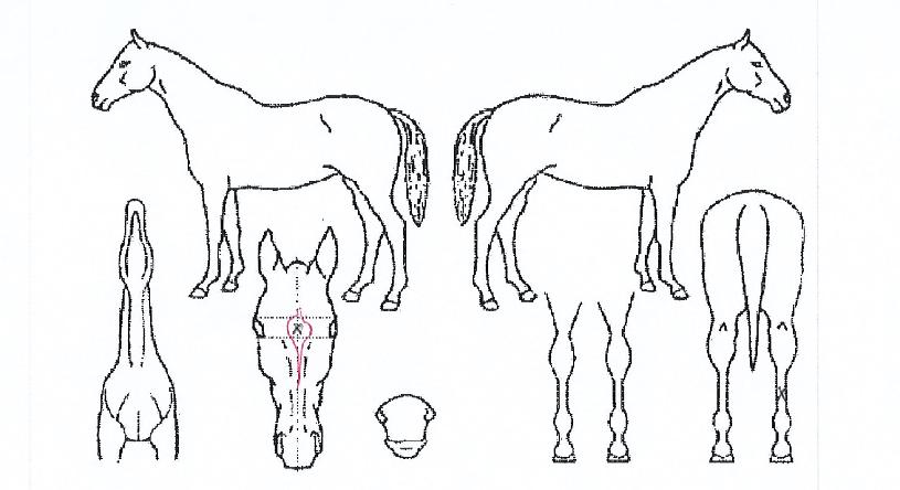 ��Ű�ٿ��� ����,���,�޸�,�λ�,�ٸ��� Ư¡����