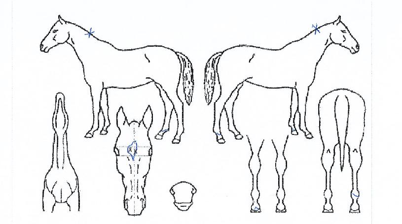 ���걺�� ����,���,�޸�,�λ�,�ٸ��� Ư¡����