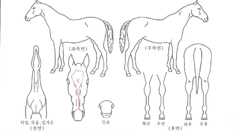 ÁöÇÇÁö±âÀÚ¸¶ÀÇ Ãø¸é,¿ì¸é,µÞ¸é,µÎ»ó,´Ù¸®ÀÇ Æ¯Â¡µµÇØ